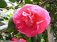 Camellia Japonica cv. Drama Girl (fam Theacees) (1) (Photo F. Mrugala)